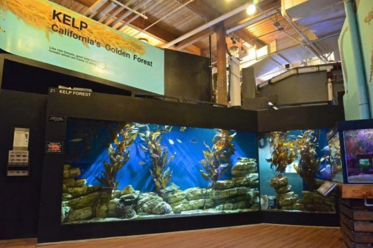 Cabrillo Marine Aquarium